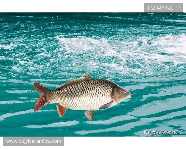 专业分析真人龙虎的打法和技巧：多样策略实现稳定盈利